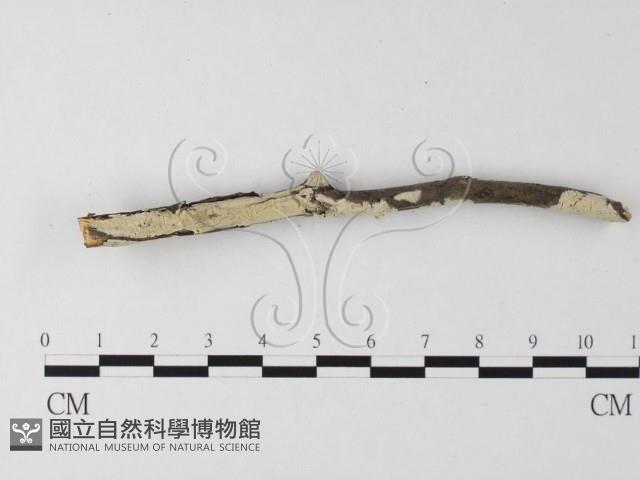 登錄號:F0025517藏品圖，第1張