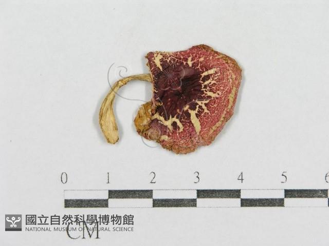 紅菇屬藏品圖，第1張
