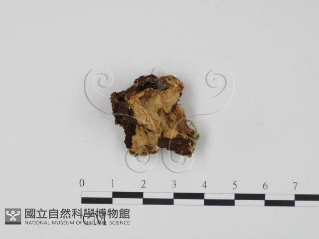 登錄號:F0015517藏品圖，第1張