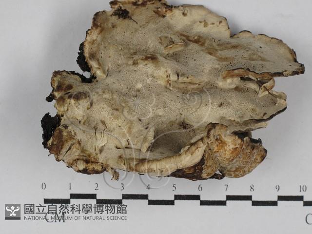 登錄號:F0029517藏品圖，第1張