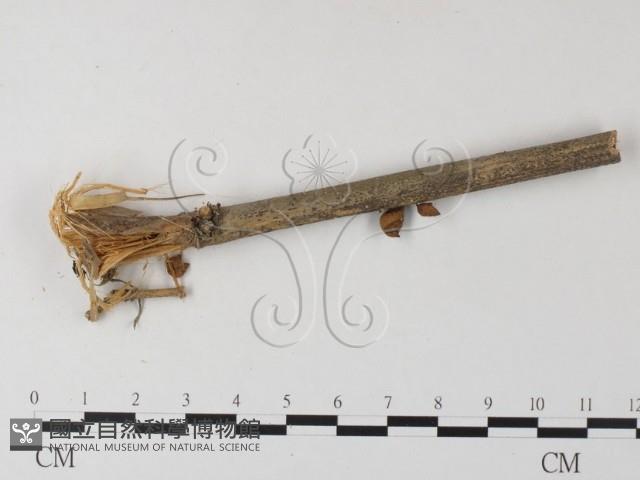 登錄號:F0023517藏品圖，第1張