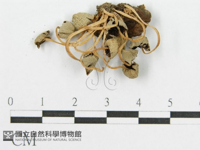 登錄號:F0003517藏品圖，第1張