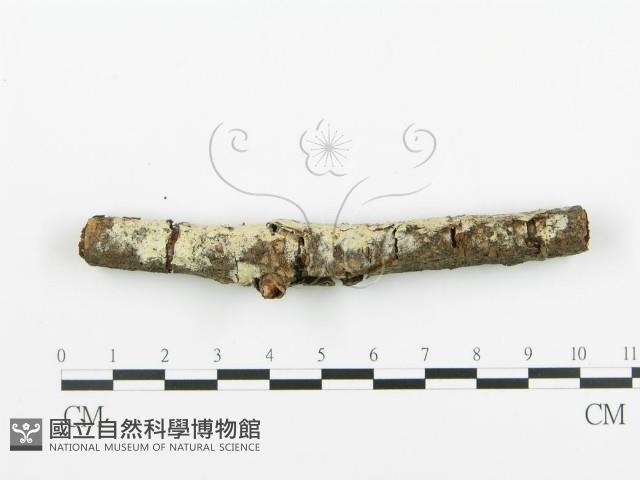 阿太菌屬藏品圖，第1張