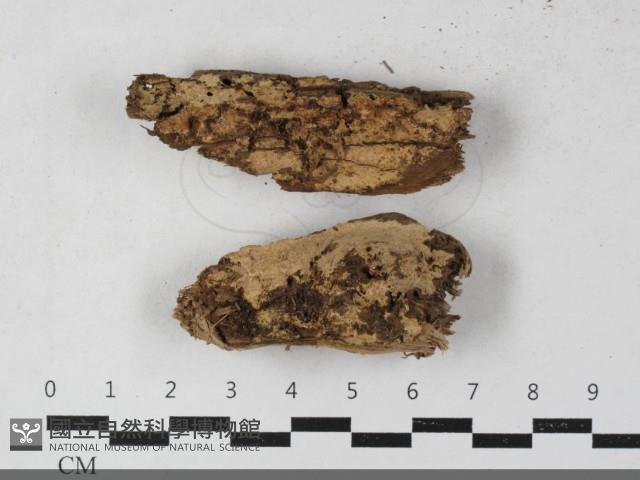 射脈菌屬藏品圖，第1張