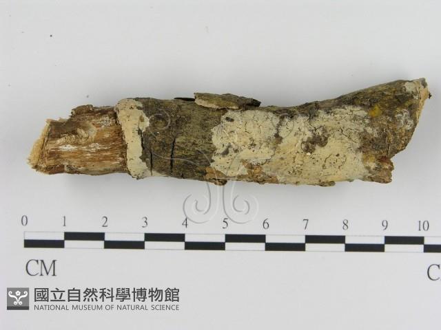 絲皮菌屬藏品圖，第1張