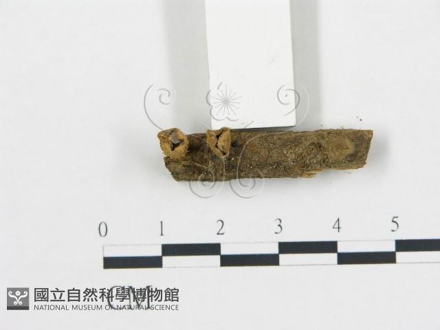 登錄號:F0010117藏品圖，第1張