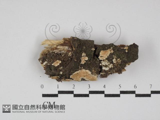 齒耳菌屬藏品圖，第1張