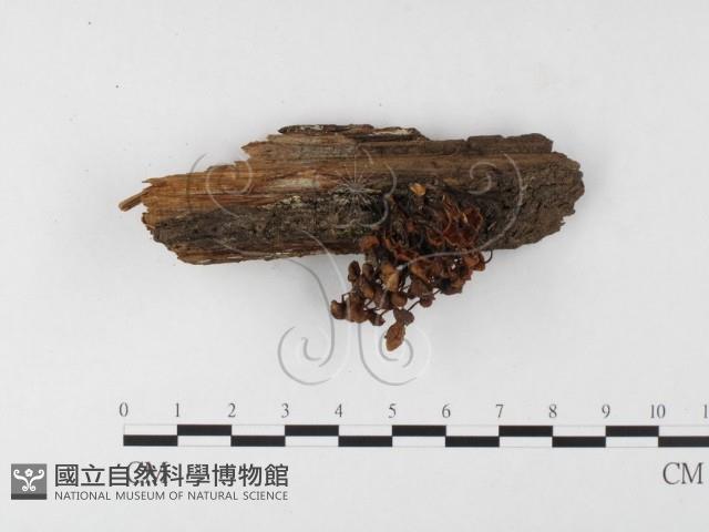小菇屬藏品圖，第1張