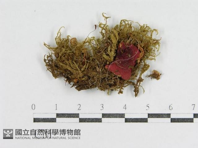 登錄號:F0011117藏品圖，第1張