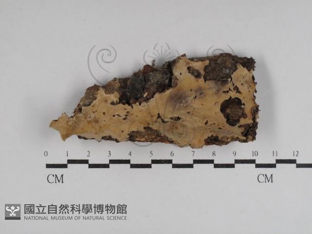 硬孔菌屬藏品圖，第1張