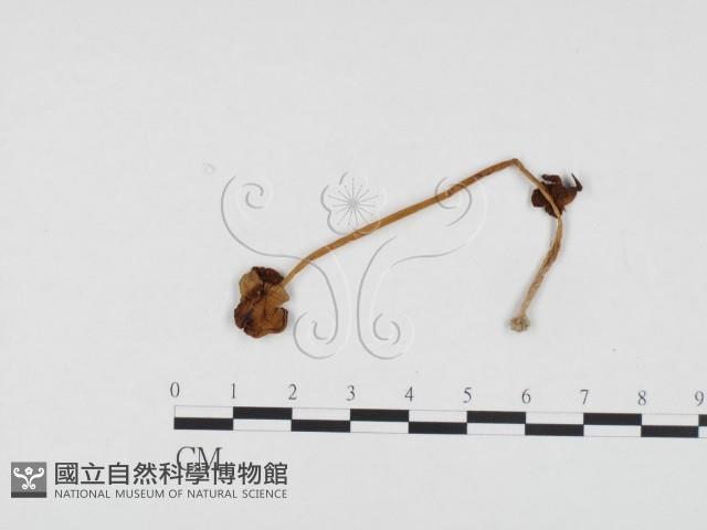 登錄號:F0024117藏品圖，第1張