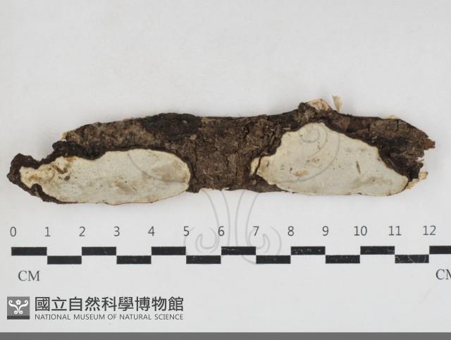 登錄號:F0034117藏品圖，第1張