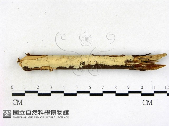 登錄號:F0022117藏品圖，第1張