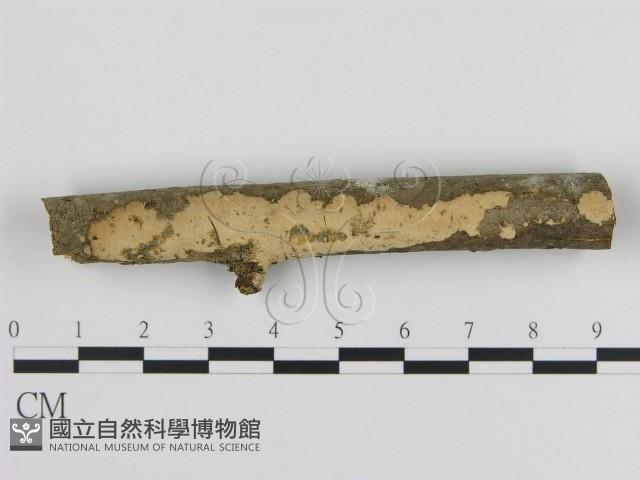 絲皮菌屬藏品圖，第1張