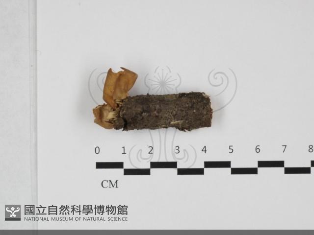 登錄號:F0032117藏品圖，第1張