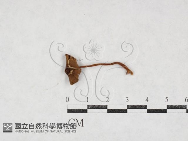 登錄號:F0027117藏品圖，第1張