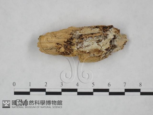 登錄號:F0025117藏品圖，第1張