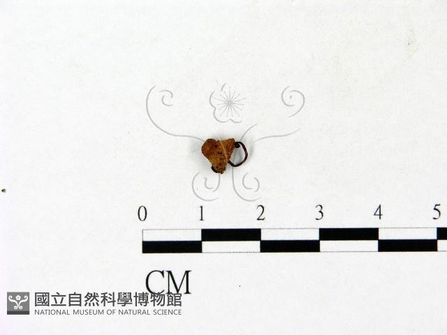 登錄號:F0023117藏品圖，第1張