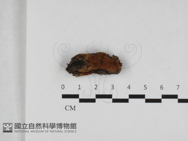 登錄號:F0033117藏品圖，第1張