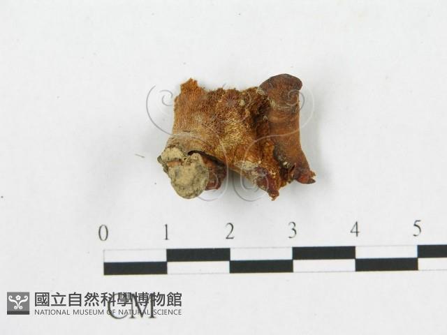 多孔菌屬藏品圖，第1張
