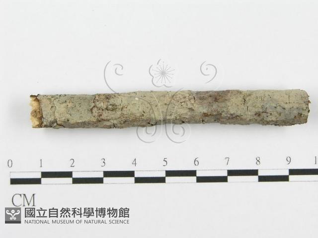 登錄號:F0010017藏品圖，第1張
