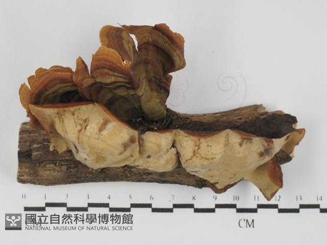 登錄號:F0030017藏品圖，第1張