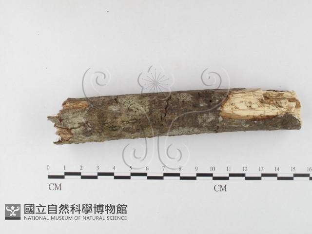 登錄號:F0026017藏品圖，第1張