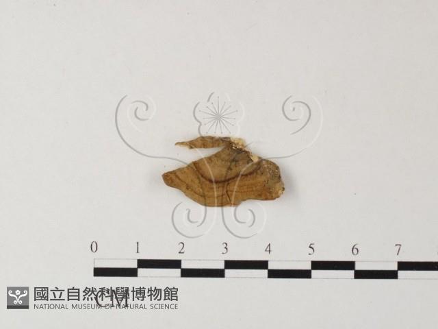 韌革菌屬藏品圖，第1張