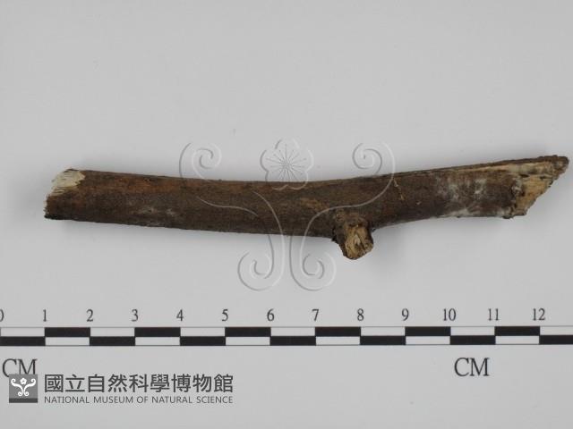 登錄號:F0022017藏品圖，第1張