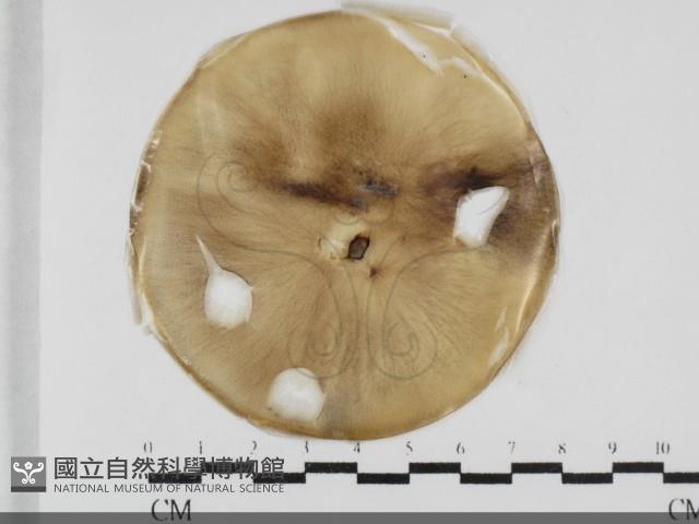 登錄號:F0032017藏品圖，第1張