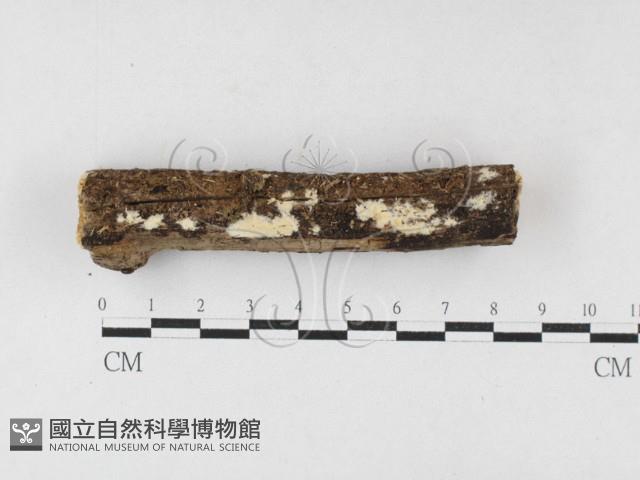 顯絲菌屬藏品圖，第1張