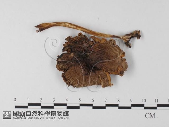 登錄號:F0023017藏品圖，第1張