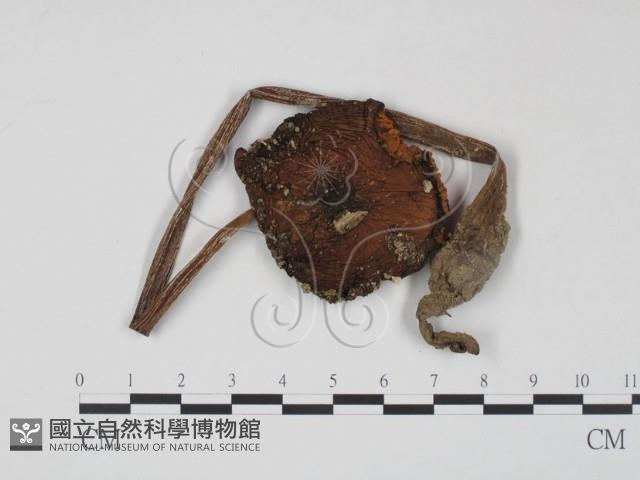 登錄號:F0013017藏品圖，第1張