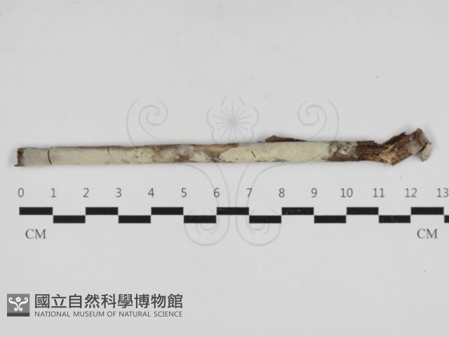 登錄號:F0033017藏品圖，第1張