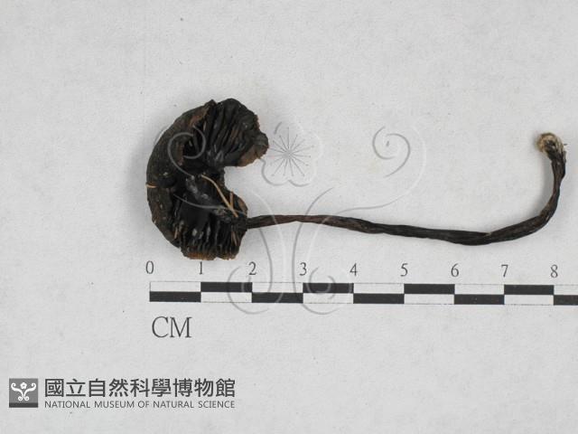 登錄號:F0028317藏品圖，第1張