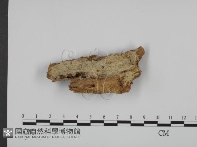 登錄號:F0020317藏品圖，第1張