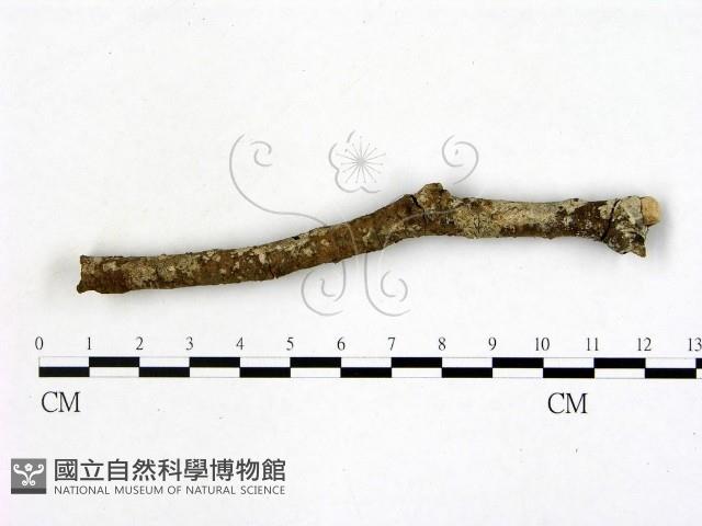 刺皮菌屬藏品圖，第1張