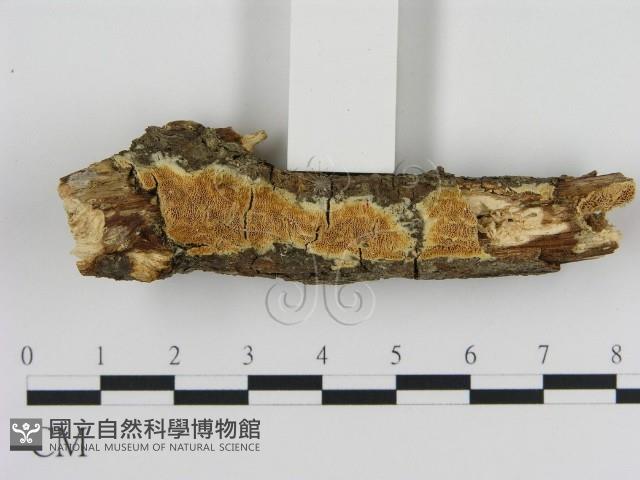 登錄號:F0010317藏品圖，第1張