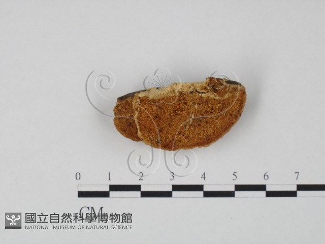 登錄號:F0006317藏品圖，第1張