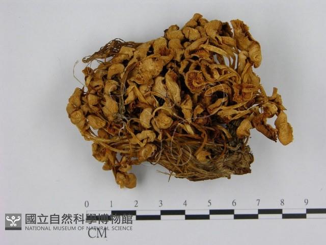 小菇屬藏品圖，第1張