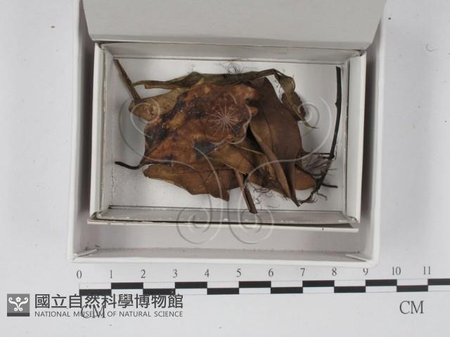 登錄號:F0021317藏品圖，第1張