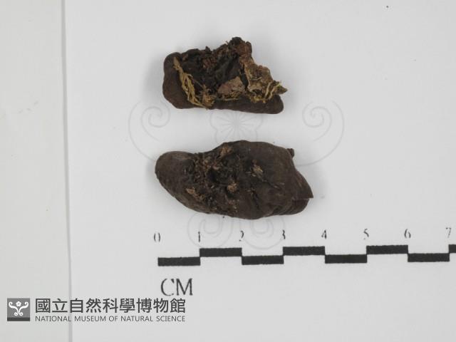 登錄號:F0011317藏品圖，第1張