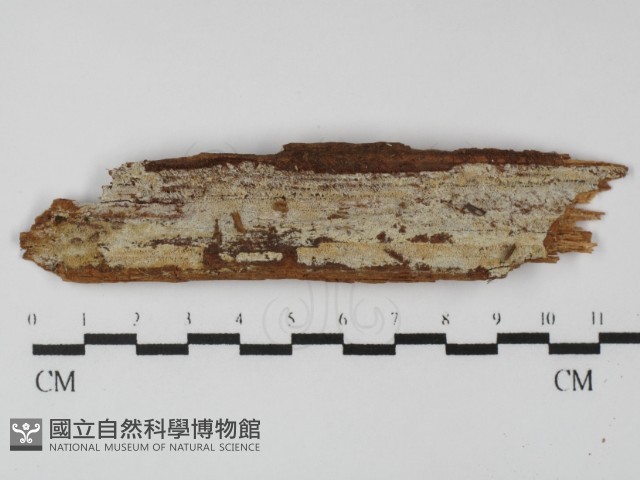 絲齒菌屬藏品圖，第1張