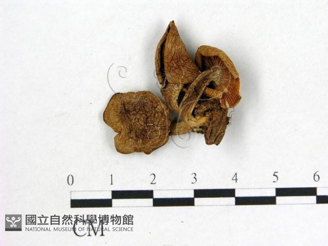 登錄號:F0014317藏品圖，第1張