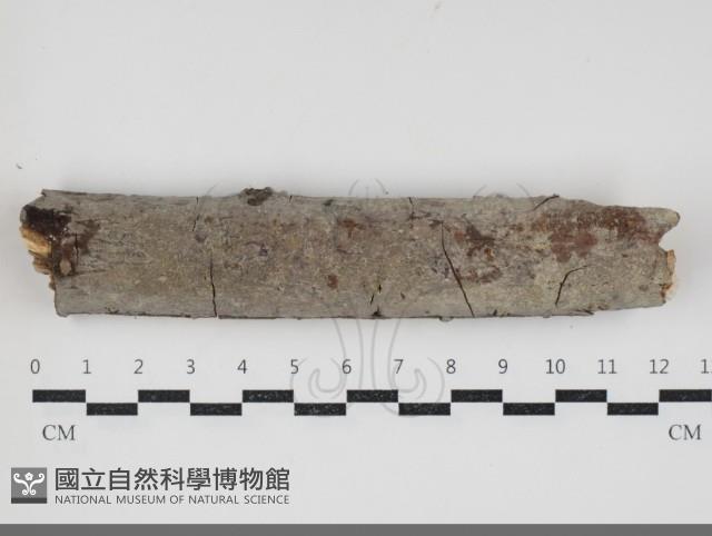 刺皮菌屬藏品圖，第1張