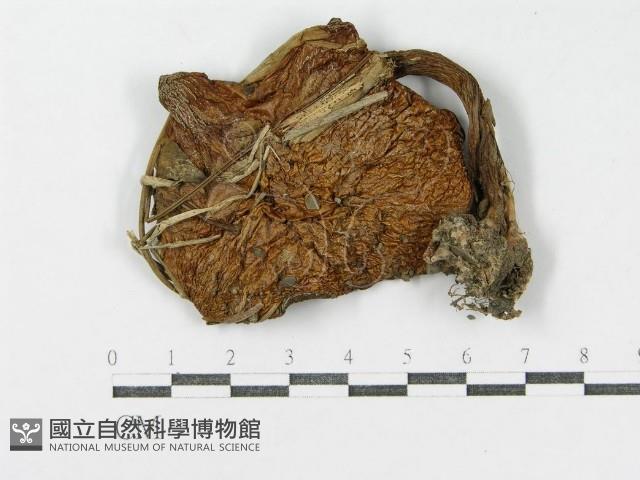 登錄號:F0002317藏品圖，第1張