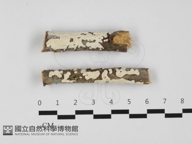 盤革菌屬藏品圖，第1張