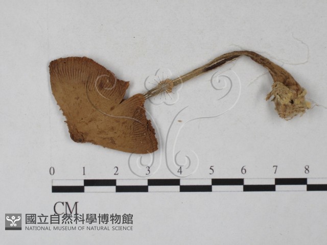 登錄號:F0027317藏品圖，第1張