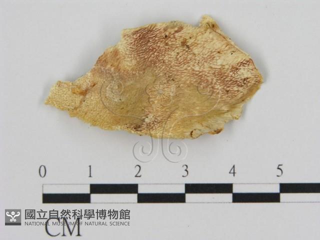 登錄號:F0017317藏品圖，第1張