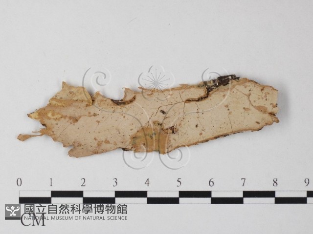 登錄號:F0025317藏品圖，第1張